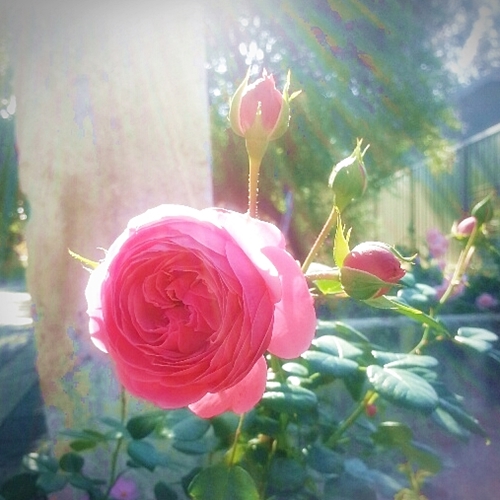 my lovely roses