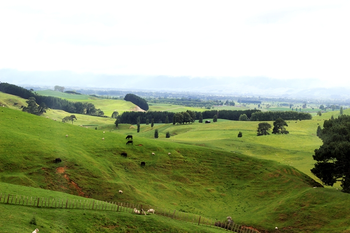 Hobbiton Hills