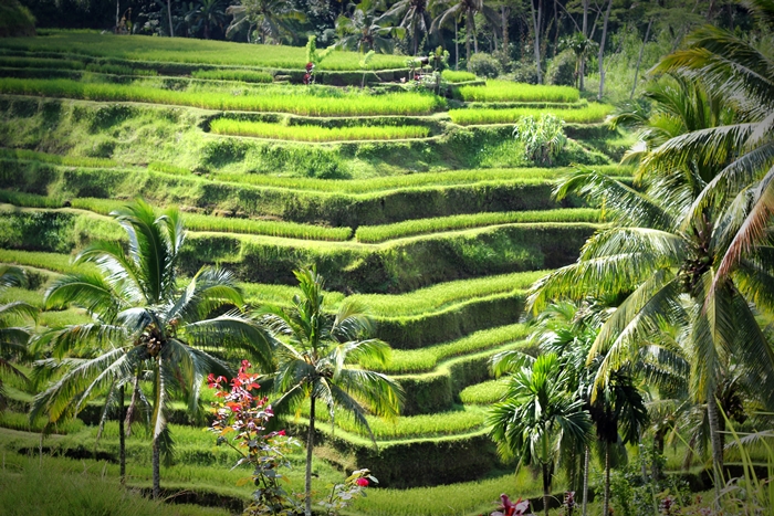 BALI and Beginners April 20 2103 045