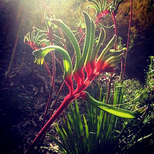 kangaroo paw I found in Kings Park