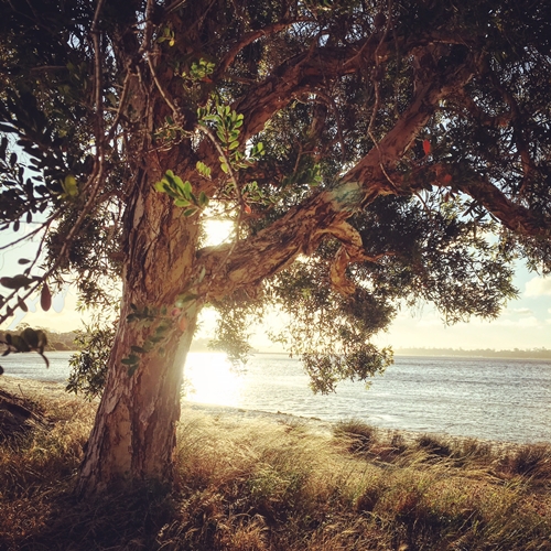 beautiful-perth-tree